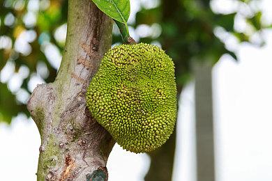 卡普空暗示《逆转裁判》系列新作正在筹备中